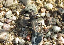 Attēlu rezultāti vaicājumam “Cicindela sylvatica”