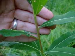 Attēlu rezultāti vaicājumam “Epilobium angustifolium leaf”