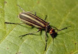 Attēlu rezultāti vaicājumam “Meloe sp. imago”