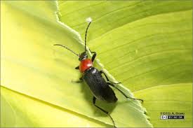 Attēlu rezultāti vaicājumam “Alleculidae”