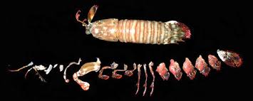 Attēlu rezultāti vaicājumam “Crustacea”