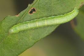 Attēlu rezultāti vaicājumam “Anticollix sparsata”