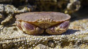 Image result for Cancer pagurus