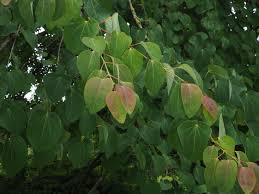 Attēlu rezultāti vaicājumam “Cercidiphyllum japonicum leaf”