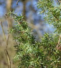 Attēlu rezultāti vaicājumam “Juniperus communis female flower”