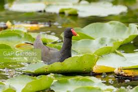 Attēlu rezultāti vaicājumam “Gallinula chloropus adult”