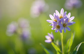 Attēlu rezultāti vaicājumam “Cardamine pratensis”