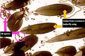 Attēlu rezultāti vaicājumam “Ochropsora ariae spores”
