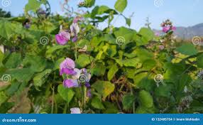 Attēlu rezultāti vaicājumam “Leguminosae”