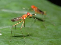 Attēlu rezultāti vaicājumam “Micropezidae”