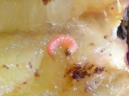 Attēlu rezultāti vaicājumam “Grapholita funebrana larva”