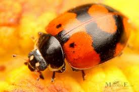 Attēlu rezultāti vaicājumam “Adalia bipunctata”