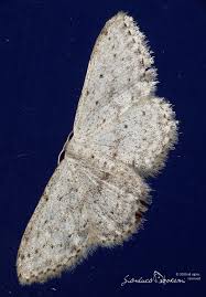 Attēlu rezultāti vaicājumam “Idaea seriata”