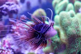 Image result for Pterois radiata