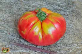 Afbeeldingsresultaat voor caspian pink tomato