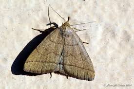 Attēlu rezultāti vaicājumam “Zanclognatha tarsipennalis”