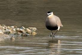 Image result for Vanellus gregarius