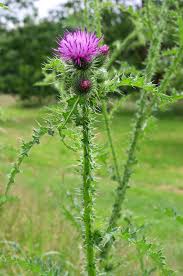 Attēlu rezultāti vaicājumam “Carduus crispus leaf”