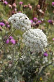 Attēlu rezultāti vaicājumam “Libanotis montana”