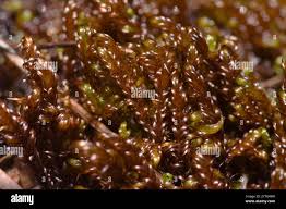 Attēlu rezultāti vaicājumam “Scorpidium revolvens”