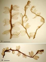 Attēlu rezultāti vaicājumam “Gymnocolea inflata”