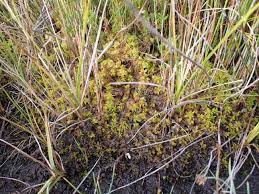 Attēlu rezultāti vaicājumam “Sphagnum contortum”