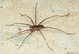 Attēlu rezultāti vaicājumam “Miturgidae”