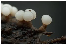 Attēlu rezultāti vaicājumam “Lamproderma debile sessile”