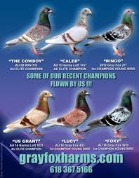 Image result for Abbeyton & Broomfield Racing Pigeons
