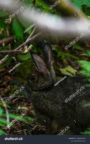 Attēlu rezultāti vaicājumam “Lepus sp.”