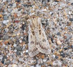 Attēlu rezultāti vaicājumam “Agrotis ripae”