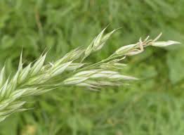 Attēlu rezultāti vaicājumam “Holcus mollis”