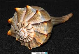 Image result for Sinistrofulgur perversum