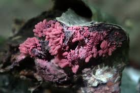 Attēlu rezultāti vaicājumam “Arcyria minuta macro”