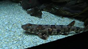 Image result for Haploblepharus edwardsii