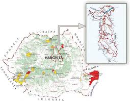 Attēlu rezultāti vaicājumam “Paracorymbia maculicornis imago”