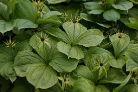 Attēlu rezultāti vaicājumam “Paris quadrifolia”