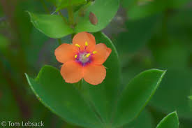 Image result for Anagallis arvensis