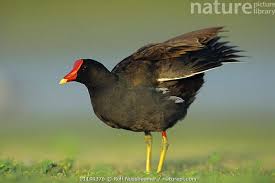 Attēlu rezultāti vaicājumam “Gallinula chloropus adult”