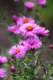 Image result for Aster