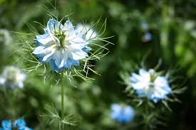 Image result for Nigella damascena