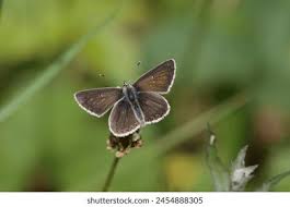 Attēlu rezultāti vaicājumam “Aricia artaxerxes  male”