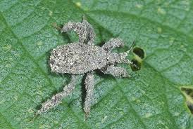 Attēlu rezultāti vaicājumam “Reduvius personatus”