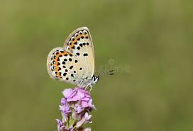 Attēlu rezultāti vaicājumam “Plebejus idas underside”