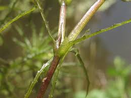 Attēlu rezultāti vaicājumam “Najas minor leaf”