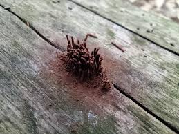 Attēlu rezultāti vaicājumam “Stemonitis fusca young”