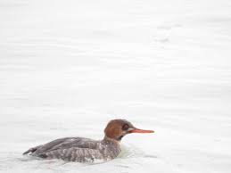Attēlu rezultāti vaicājumam “Mergus merganser juvenile”