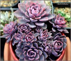 Attēlu rezultāti vaicājumam “Jovibarba globifera leaf”