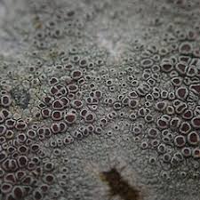 Attēlu rezultāti vaicājumam “Lecanora argentata”