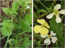 Attēlu rezultāti vaicājumam “Raphanus raphanistrum flower”